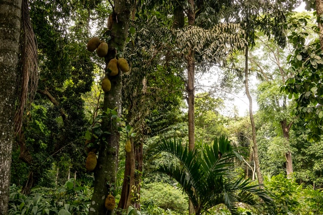यह एक सघन शाखायुक्त तथा बहुवर्षीय वृक्ष है। पेड़ पे होने वाले फलों में कटहल का फल विश्व में सबसे बड़ा होता है।यह 55 किलोग्राम तक का होता है। इसकी लंबाई 80 सेमी तथा  ब्यास 50 सेमी तक होता है। इसकी उत्पत्ती दक्षिणभारत  पश्चिमी घाट तथा मलेशिया के वर्षावन से हुई है।