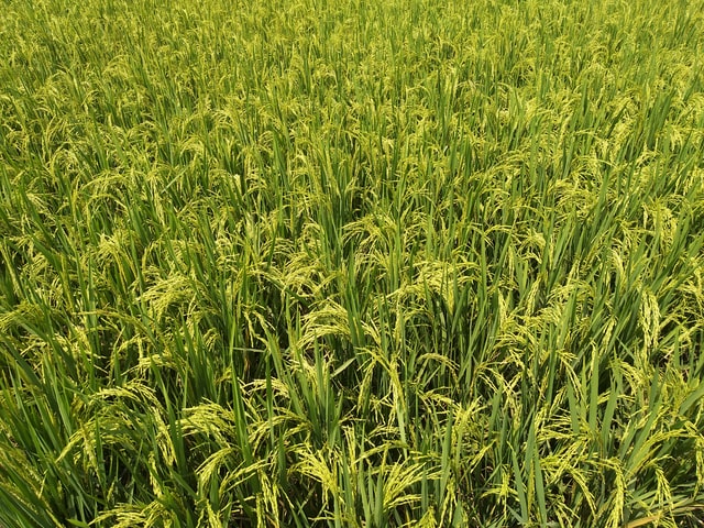 चावल की खेती भारत भर के लाखों परिवारों की मुख्य गतिविधि और आय का स्रोत है। भारत का धान की पैदावार में दूसरा स्थान है। सरकार भी इसकी पैदावार को बढ़ाने के लिए नई किस्मों का अविष्कार कर रही है। जिसे किसानों की आय में इजाफा हो सके।