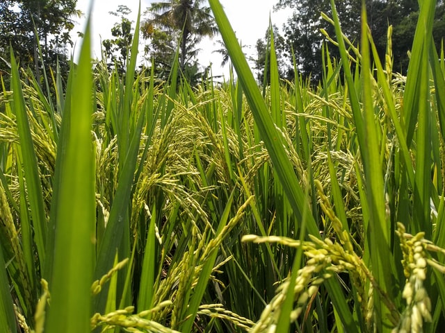चावल भारत की सबसे महत्वपूर्ण खाद्य फसल है। चावल धान (paddy) से प्राप्त होता है। धान लगभग आधी भारतीय आबादी का भोजन है। बल्कि यह दुनिया की मानविय आबादी के एक बड़े हिस्से के लिए विशेष रूप से एशिया में व्यापक रूप से खाया जाता है।
