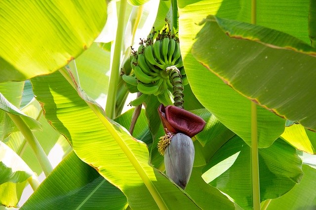 केला की खेती तथा व्यापारिक दृष्टि से महत्व।