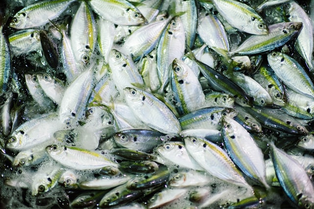 उपभोक्ता की दृष्टि से, मछली कोलेस्ट्रोल मुक्त विटामिन, वसा, कैल्शियम, फास्फोरस और अन्य पोषक तत्वों से समृद्ध उच्च गुणवत्ता युक्त प्रोटीन से भरपूर है। पानी के अतिरिक्त मछली को पर्याप्त मात्रा में ऑक्सीजन, भोजन और जगह की आवश्यकता होती है।