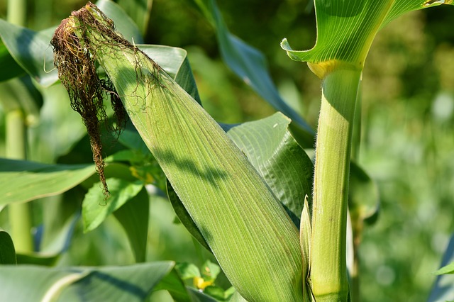 अन्य फसलों की तुलना मे मक्का (Maize) अल्प समय में पकने और अधिक पैदावार देने वाली फसल है। जलवायु:- मक्का की खेती विभिन्न प्रकार की जलवायु में की जा सकती है, परन्तु उष्ण क्षेत्रों में मक्का की विकास एवं उपज अधिक पाई जाती है। यह ग्रीष्म ऋतु की फसल है, इसके जमाव के लिए रात और दिन दोनों का तापमान ज्यादा होना चाहिए।