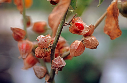 अश्वगंधा या असगंधा का वानस्पतिक नाम वीथानीयां सोमनीफेरा है। यह एक महत्वपूर्ण औषधीय फसल है साथ ही यह नकदी फसल भी है। यह पौधा ठंडे स्थानों को छोड़कर अन्य सभी स्थानों में पाया जाता है।