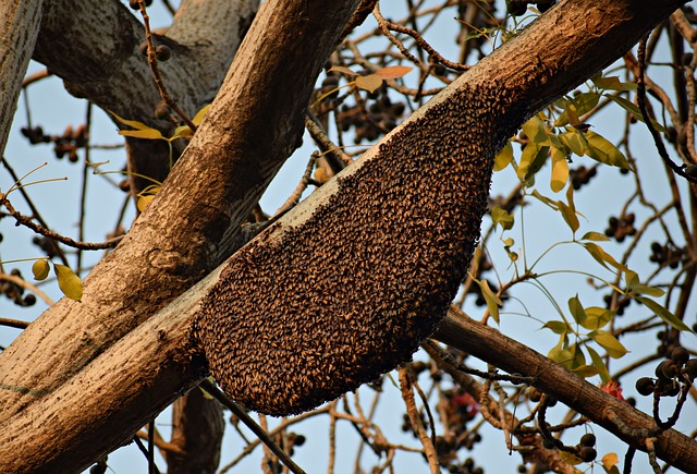 मधुमक्खी परिवारों की सामान्य गतिविधियाँ 100 से 370 सेंटीग्रेट तापमान के मध्य होती है, अतः उचित प्रबंध द्वारा प्रतिकूल परिस्तिथियों में भी इसे बनाए रखें।