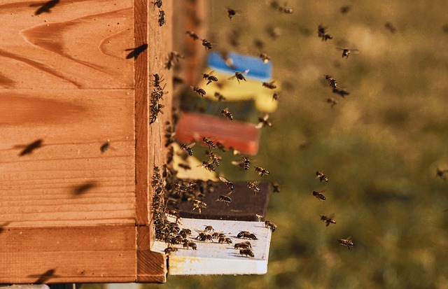 मधुमक्खीयाँ मोन समुदाय में रहने वाली कीटें हैं। मधुमक्खी एक जंगली जीव है इन्हें इनकी आदतों के अनुकूल कृत्रिम ग्रह (हईव) में पाला जाता है। उसी हइव में उनकी वृधि करने तथा शहद एवं मोम आदि प्राप्त करने की तकनीक विकसित की गई है।