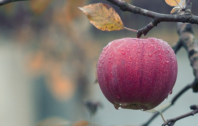 विश्व में भारत का सेब की खेती में नौवां स्थान है। भारत में सेब के प्रमुख उत्पादक राज्य जम्मू कश्मीर, हिमाचल प्रदेश, उत्तरांचल तथा अरूणाचल प्रदेश है। यह शीतोष्ण फलों में से एक है।