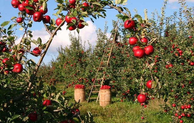 सेब की खेती में सामान्यतः सेब के पौधों को आकार कटाई-छटाई के माध्यम से प्रदान किया जाता है, जिससे सूर्य की रौशनी आसानी से हर जगह पहुँच सके। 