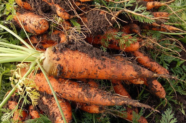 गाजर में प्रचुर मात्रा में कैरोटीन एवं विटामिन ए पाया जाता है। मुख्य रूप से गाज़र नारंगी तथा जामुनी रंग का होता है। 