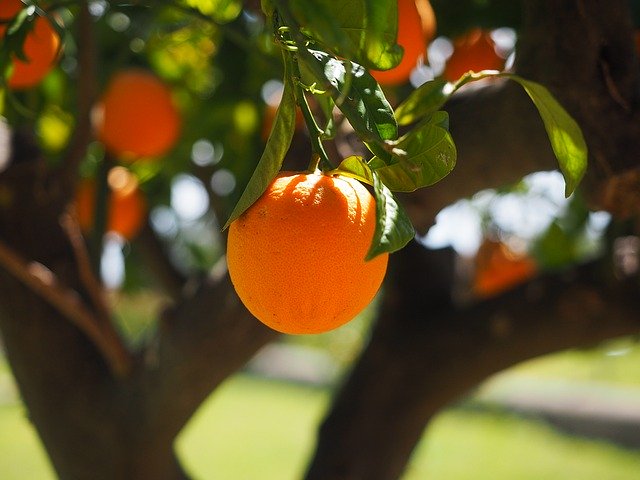 संतरा भारत में उगाई जाने वाली एक नींबूवर्गीय फल है। नींबूवर्गीय फलों में से 50 प्रतिशत केवल संतरे की खेती की जाती है। भारत में संतरा और माल्टा की खेती व्यवसायिक रूप से की जाती है।