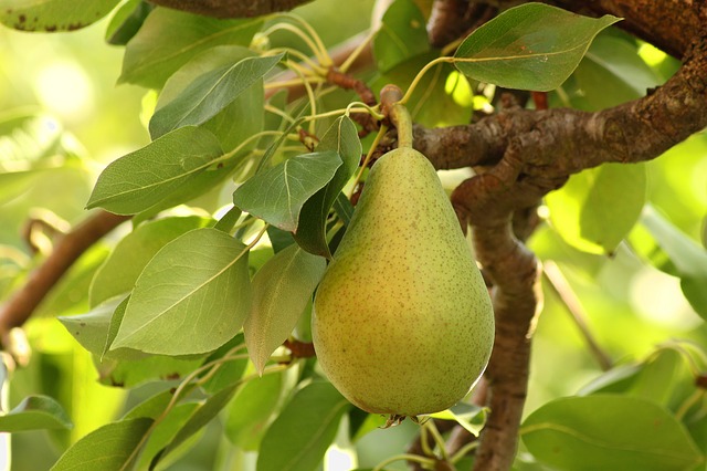 नाशपाती के फल खाने में कुरकुरे, रसदार और स्वदिष्ट तथा पोषक तत्व से भरपूर होते हैं। यह सयंमी क्षेत्र का महत्वपूर्ण फल है।