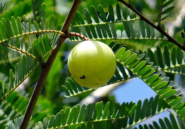 आंवला एक महत्वपूर्ण व्यापारिक तथा बहुवर्षीय फल वृक्ष है। यह औषधीय गुण व पोषक तत्वों से भरपूर प्रकृति की एक अभूतपूर्व देन है। आंवला के फलो में विटामिन सी, कैल्शियम, फास्फोरस, पोटेश्यिम व शर्करा प्रचुर मात्रा में पायी जाती है।