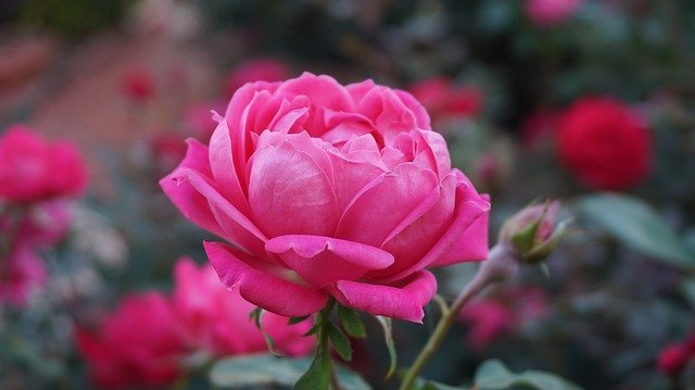 गुलाब प्रकृति-प्रदत्त एक मनमोहक और खूबसूरत फूल है। इसकी आकर्षक बनावट, सुन्दर आकार, लुभावना रंग की वजह से लोग इसे अधिक पसंद करते है। लाल गुलाब को प्रेम का प्रतीक भी माना जाता है।