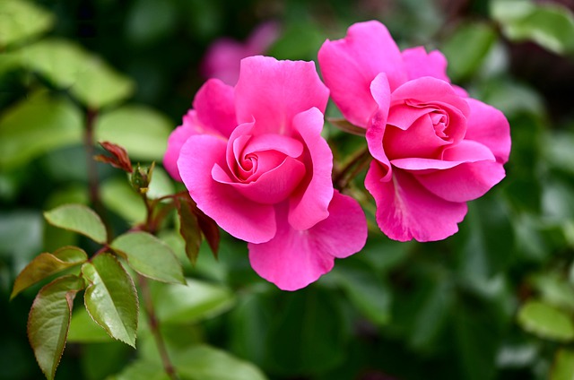 वैज्ञानिक विधि से गुलाब की खेती करके लगभग पूरे साल फूल लिया जा सकता है। सामान्यतः यह शर्दी का पुष्प है। इस मौसम में गुलाब के फूल की छटा तो देखते ही बनती है। 