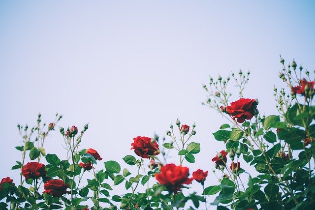 गुलाब की खेती से किसानों को काफी मुनाफ़ा होता है। इसकी खेती करीब चार महीने में फूल देना शुरू कर देती है। एक एकड़ जमीन पर लगभग 30 से 40 किलो फूल मिल जाते हैं। 