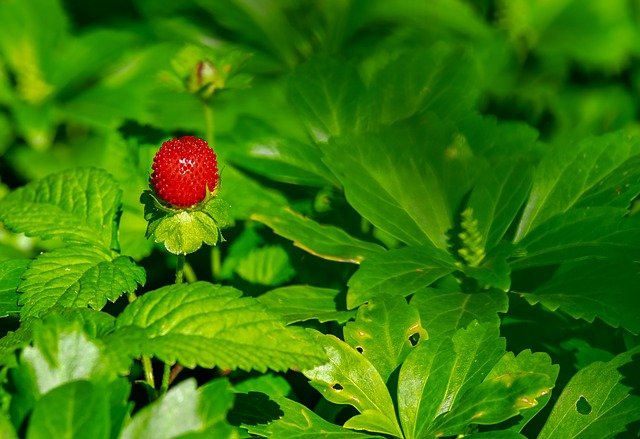 जब स्ट्रॉबेरी का रंग 70% असली हो जाये तो तोड़ लेना चाहिए। अगर फल को तोड़ने के कुछ दिन बाद बेचना है तो ऐसे में फल को थोड़ा सख्त ही तोड़ना चाहिए। तुड़वाई अलग अलग दिनों करनी चाहिए और फल को पकड़ कर नहीं बल्कि उसके टहनियो को पकड़ कर तोडना चाहिए नहीं तो फल ख़राब हो सकता है।