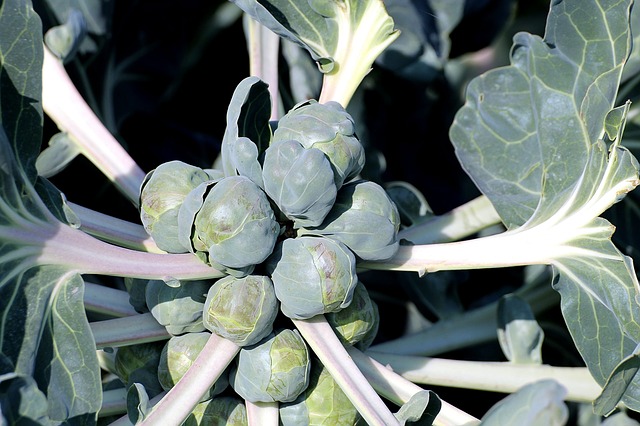 ब्रुसेल्स स्प्राउट गोभी वर्गीय की सब्जी है जिसको छोटा पत्ता गोभी भी कहते है। इसके पौधे का विकास होने पर पत्तियों की गांठों से छोटे-छोटे बन्द गोभी निकलती है, जो बड़े होके 50-100 ग्राम तक के हो जाते है। इसका इस्तेमाल सलाद और सबजी की तरह किया जाता है।