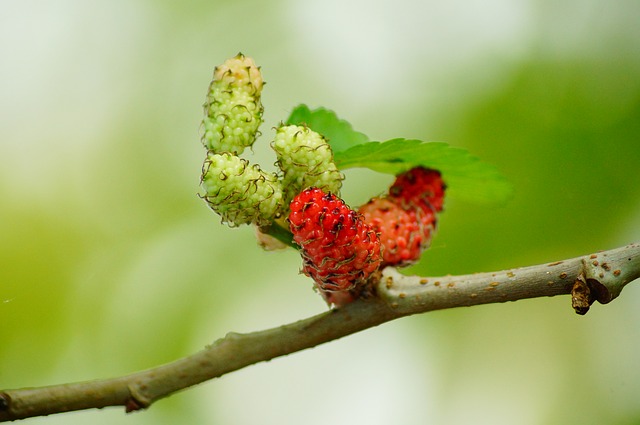 शहतूत एक 40-60 फीट लम्बा वृक्ष वाला सदाबहार फल है जिसका वानस्पतिक नाम मोरस अल्बा है जिसकी खेती ज्यादातर रेशम के कीटों के लिए, औषधीय गुण के कारण की जाती है।